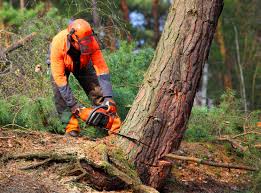 Best Emergency Tree Removal  in College, AK